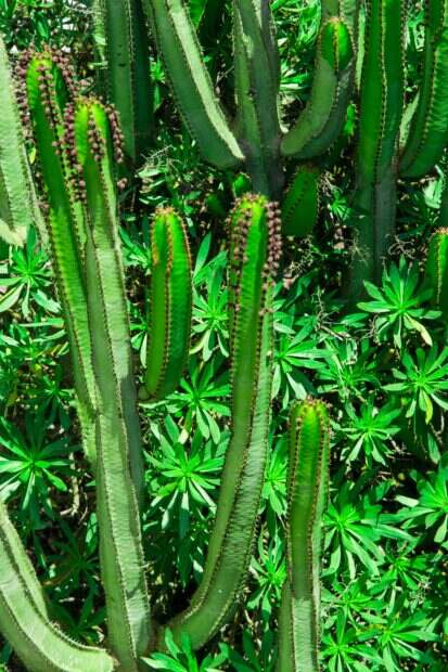 Bright green cacti and succulents create a vivid natural display.