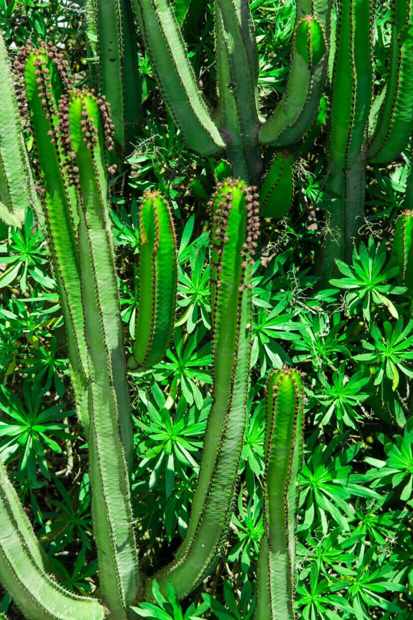 James Cameron a failli commettre une énorme erreur avec la fin initiale d’Avatar : La Voie de l’eau Bright green cacti and succulents create a vivid natural display.