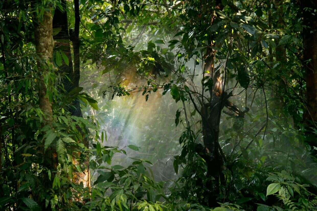 Jumanji 3 : les avatars débarquent en ville, direction la fin de la franchise Captivating view of sunlight streaming through lush rainforest leaves, creating a serene natural atmosphere.