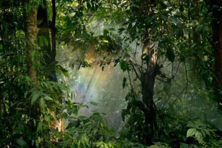 Captivating view of sunlight streaming through lush rainforest leaves, creating a serene natural atmosphere.