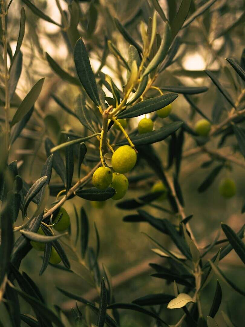 A detailed close-up of ripe olives on an olive tree branch in Çanakkale, Turkey.