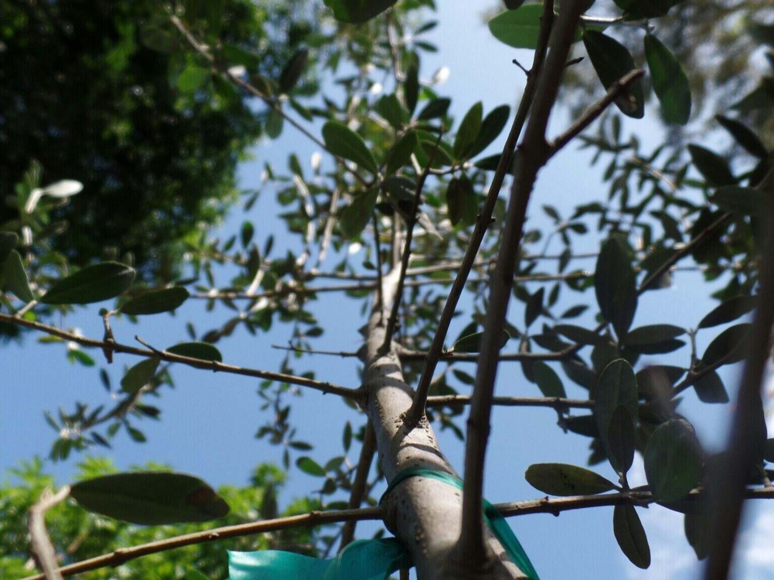 Comment planter un olivier : choix, préparation, étapes et conseils Looking up at a tree with green leaves.