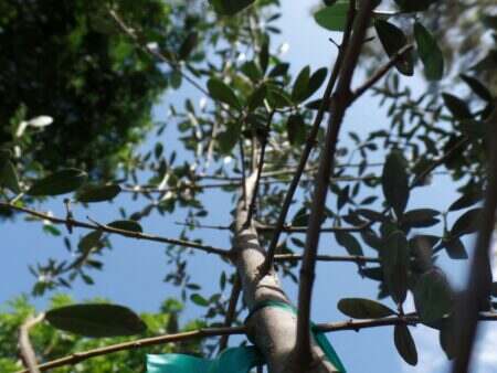 Looking up at a tree with green leaves.