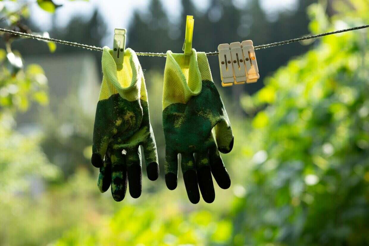 Pair of gardening gloves with clothespins on a clothesline in a sunny garden.