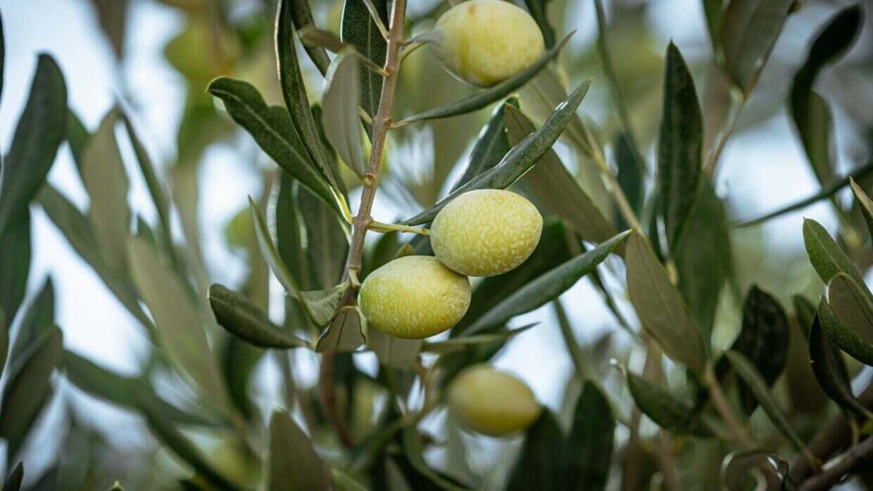 Close-up of ripe green olives hanging from a branch in Jendouba, Tunisia.