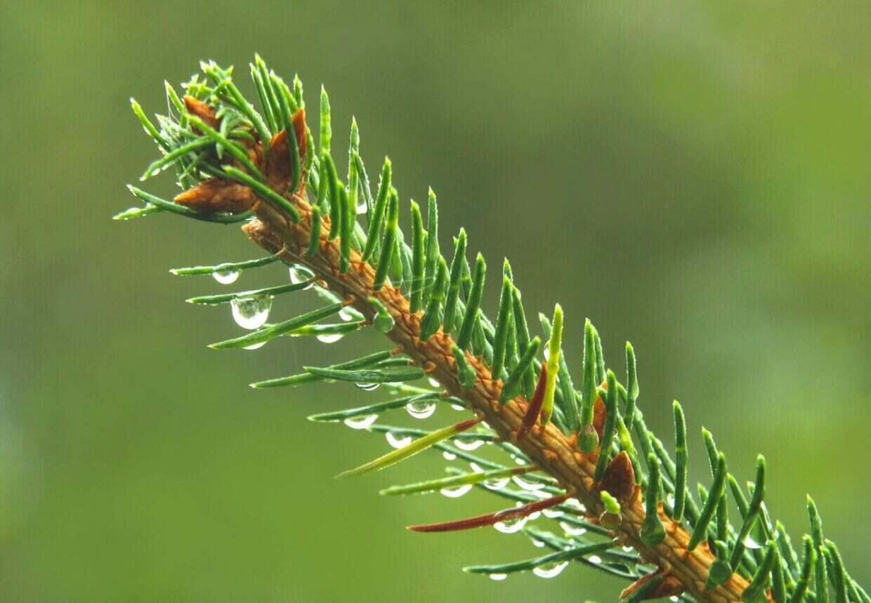 Detailed close-up of a fir tree branch with glistening water droplets, evoking freshness.