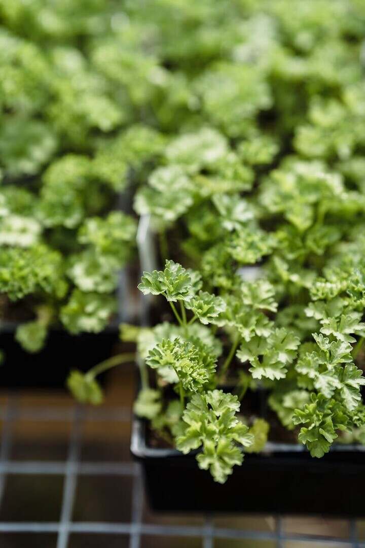 Close-up of fresh parsley seedlings in a garden tray, showcasing organic growth and greenery.