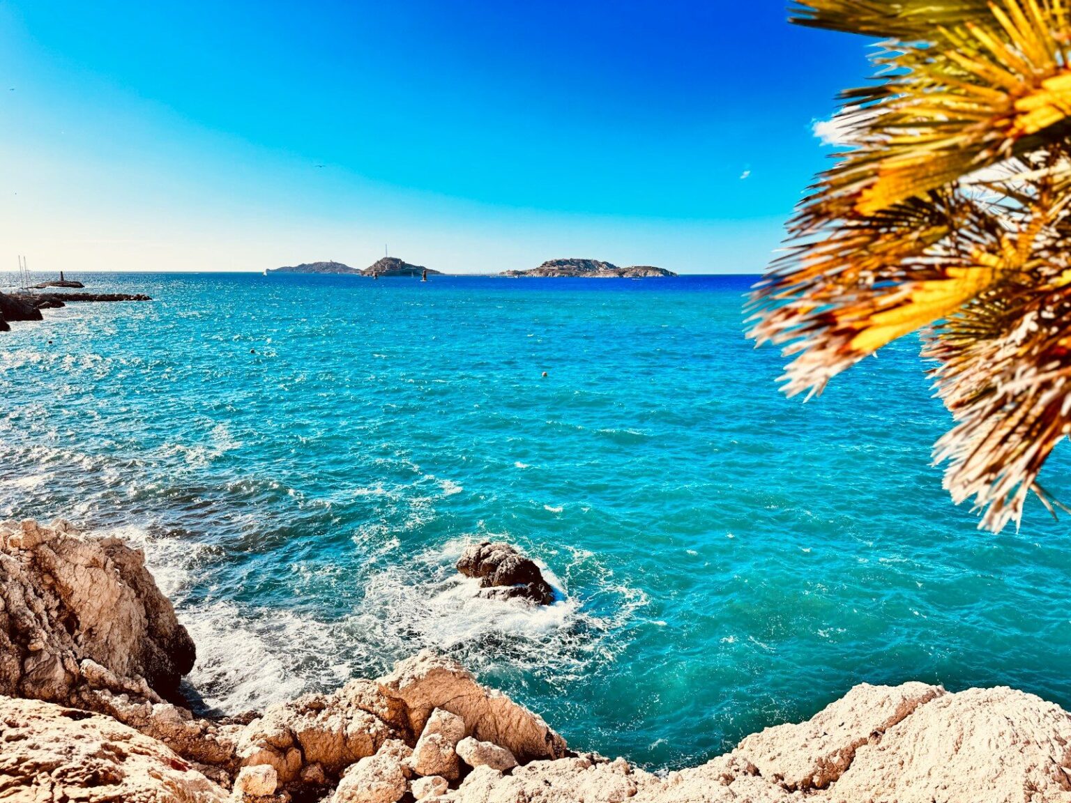 a body of water surrounded by rocks and palm trees