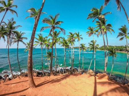 Voyage au Sri Lanka : Plages, Temples, Train Kandy-Ella et Conseils Pratiques palm trees on beach shore during daytime