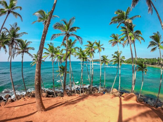 Voyage au Sri Lanka : Plages, Temples, Train Kandy-Ella et Conseils Pratiques palm trees on beach shore during daytime
