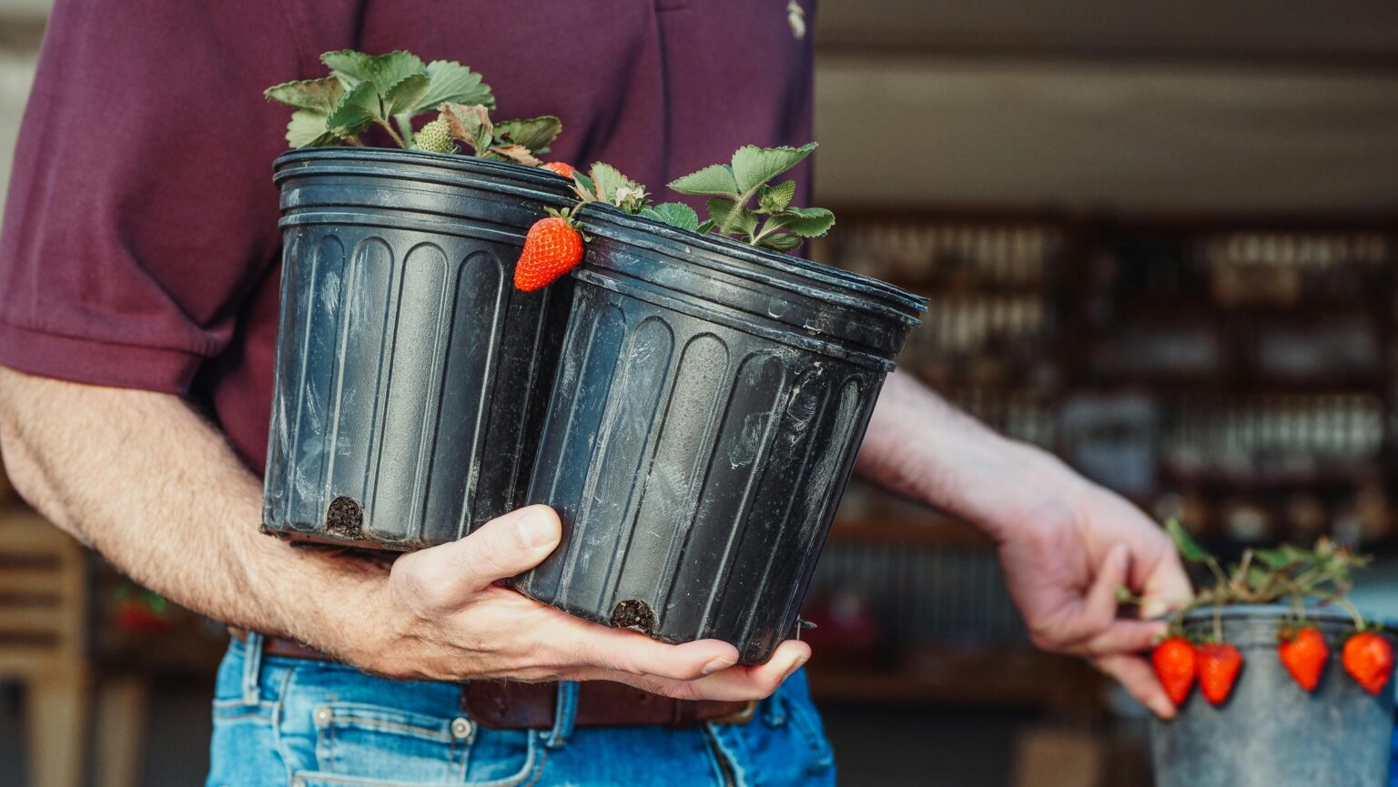 Close-up of a person holding potted strawberry plants. Fresh and ready for planting.