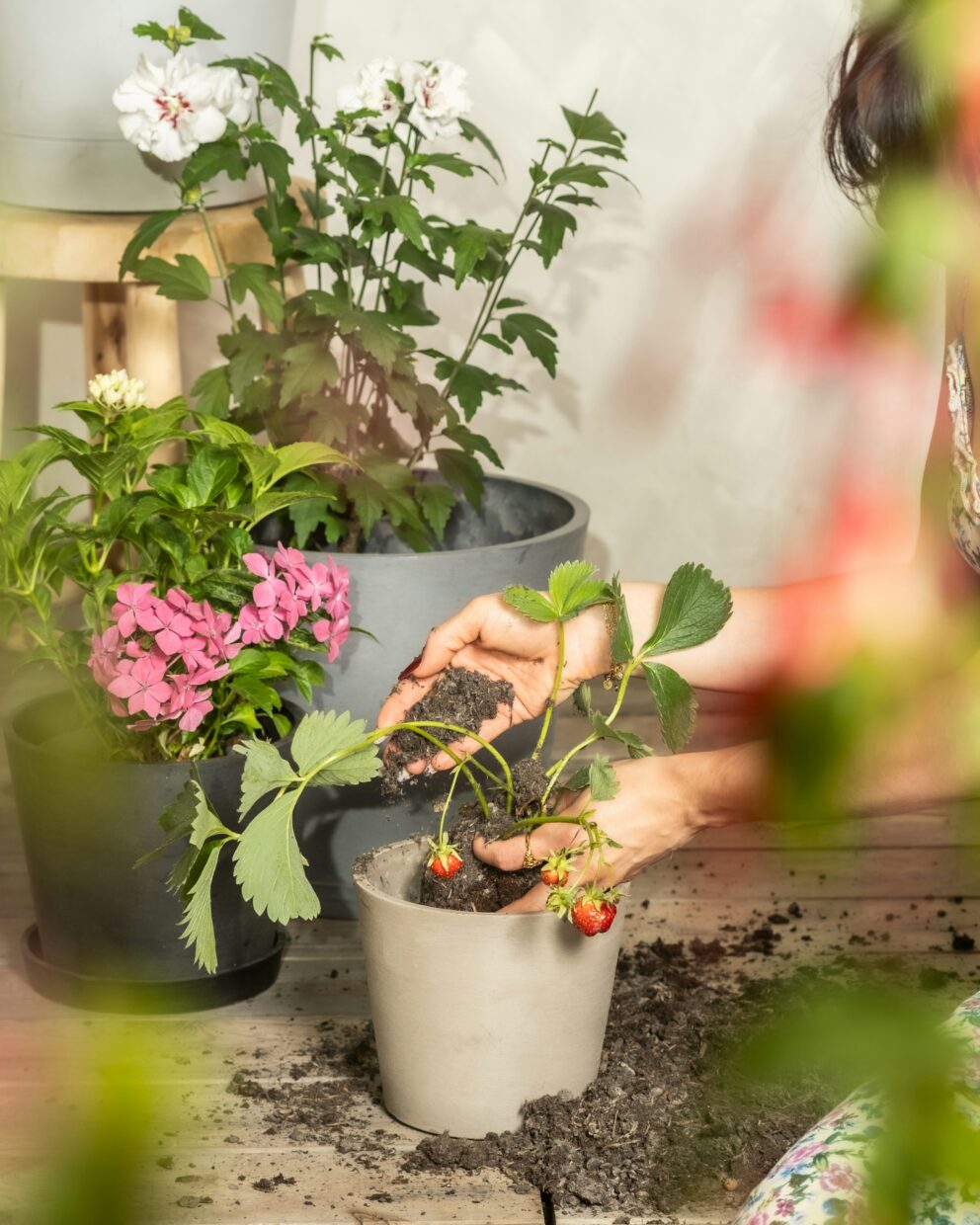 Quand planter ? (Non, pas « quand vous voulez »)