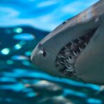 Sous la Seine Saison 2 sur Netflix : Alexandre Aja reprend le requin en main