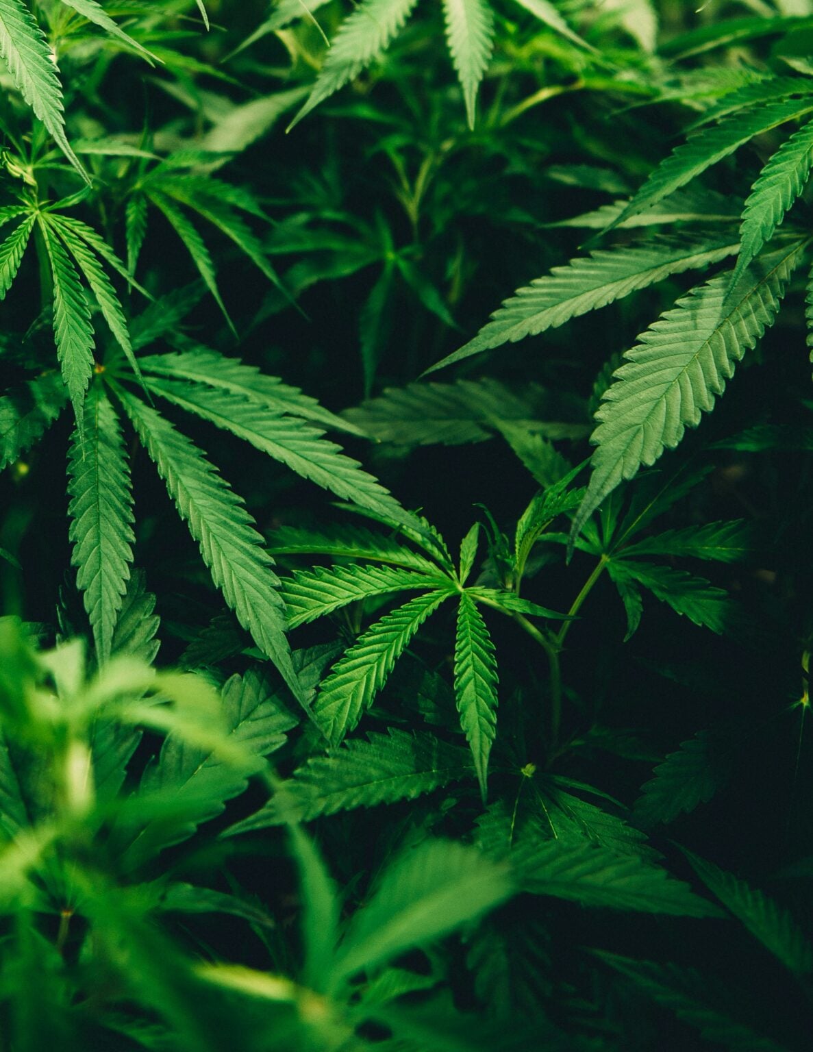 THC en France en 2026 : la loi joue à cache-cache avec la fumette Le seuil de 0,3%, cette frontière qu'on adore franchir en cachette