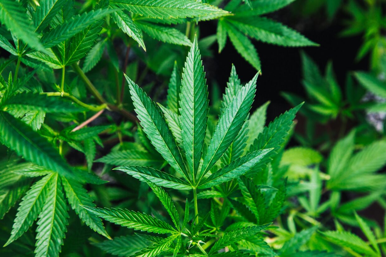 Le cannabis thérapeutique, ou l'art français d'expérimenter sans jamais généraliser