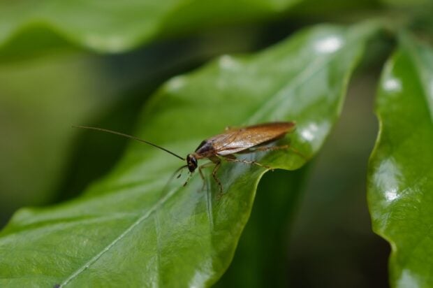 Cafard de jardin ou cafard de maison : comment les reconnaître et quand il faut agir vite Close-up image of a cockroach sitting on a green leaf, showcasing insect detail.