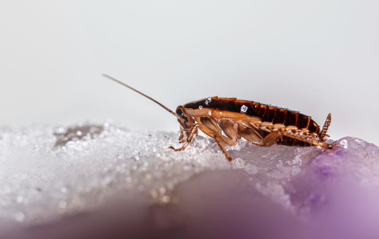 Les signes d’une infestation déjà installée