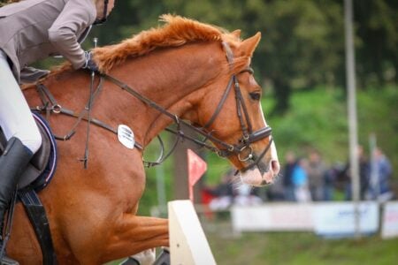 Pourquoi le cheval reste le figurant le plus cher du plateau ?