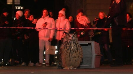 Wild Inside : le hibou de Central Park et la mémoire qui griffe